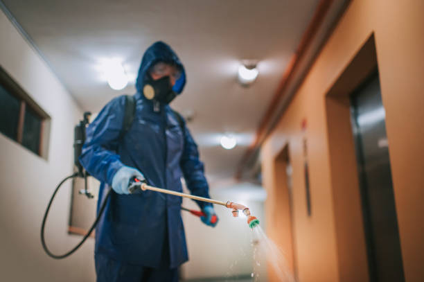 Stop Termites Before They Destroy Your Home